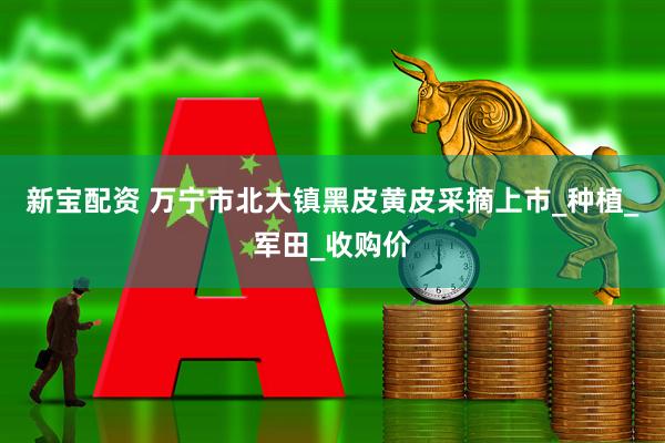 新宝配资 万宁市北大镇黑皮黄皮采摘上市_种植_军田_收购价